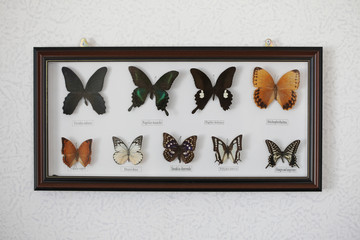 Collection of different herbarium butterflies on a white background in frame.