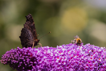Schmetterling und Biene auf Flieder im Sommer im Garten