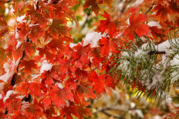 Sugar maple tree branch with fresh snow