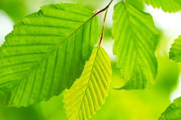 New green leaves in springtime
