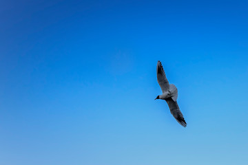 Seagull flying in the blue clear sky.