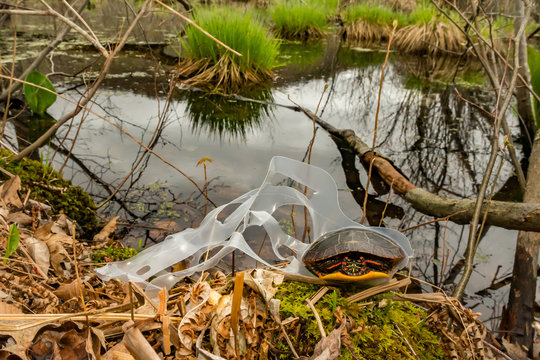 Eastern Painted Turtle Entangled In A Plastic Six Pack Drink Holder.