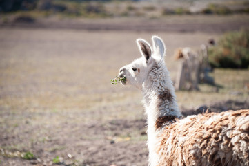 Llama eating grass on a farm in Altiplano, Bolivia.