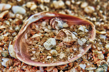 Seashells by the sea