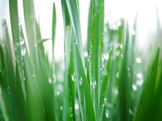 Fototapeta na wymiar drops of water flying on green leaves. Dynamic frame
