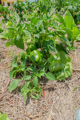 Lettuce Under Bell Pepper Tree