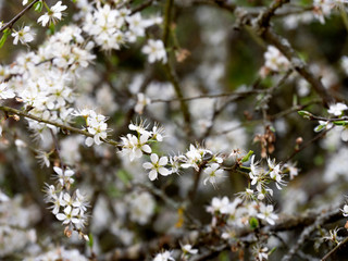 arbres en fleurs