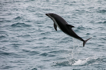 Dusky dolphin leaing out of the water