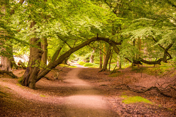 Naklejka premium Lady's Walk