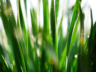 Early in the morning. Drops of dew on fresh green grass