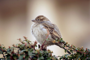 Sparrow perched on a twig