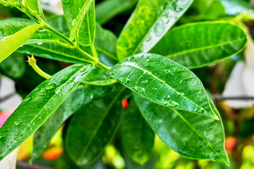 leaf with drops of water