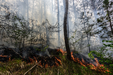Close up photo of a forest fire in progress.