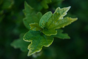 macro photography. top leaves of a bright green tree on a beautifully blurred green background. natural background