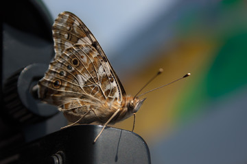 beige brown skipper butterfly with long mustaches and a fluffy body. macro photography....