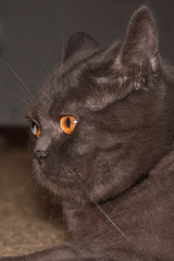 british cat's profile portrait. Solid gray fat british cat with a serious expression, profile portrait close up