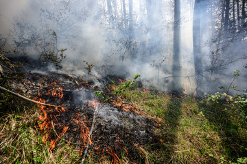 Obraz premium Close up photo of a forest fire in progress.
