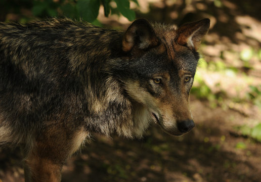 Wolf