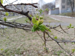 New spring-New life