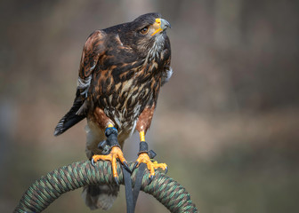 Harris's hawk - Wüstenbussard