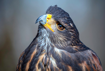 Harris's hawk - Wüstenbussard