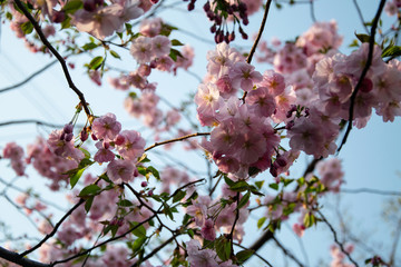 cherry blossom in spring