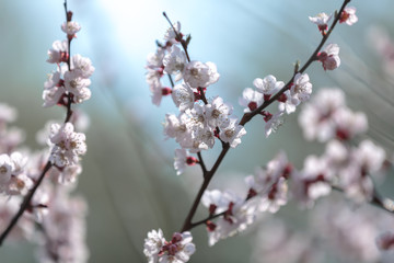Branch with apricot flowers on a background of bright sky and blurred background