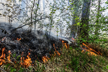 Close up photo of a forest fire in progress.
