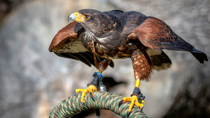 Harris's hawk - W&uuml;stenbussard