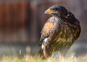 Harris's hawk - Wüstenbussard