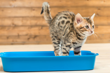 portrait of a striped smart kitten on the toilet tray © kosmos111