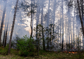 Obraz premium Close up photo of a forest fire in progress.