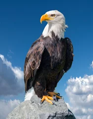 Foto op Plexiglas anti-reflex Bald Eagle (Haliaeetus leucocephalus) portrait © karlo54