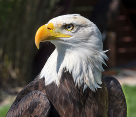 Bald Eagle (Haliaeetus leucocephalus) portrait