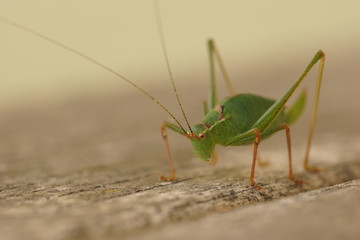 Green Grasshopper on Wood