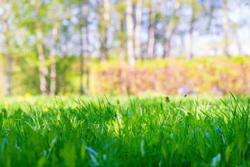Natural background - lawn spring grass close up, space for inscription from above