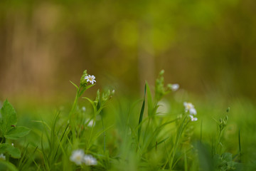 Anemone nemorosa closeup on a sunny day.
