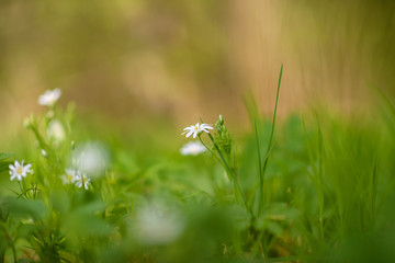Meadow flowers close up on a sunny day.