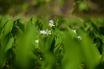 Meadow flowers close up on a sunny day.