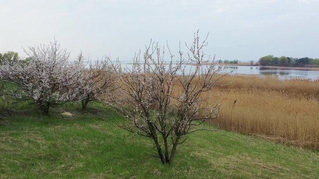 Aerial: Flying over Flowering trees of apricot blossoms against of the landscape with the river. Beautiful early spring landscape with dried canes and trees near water and pine forest, sunrise.