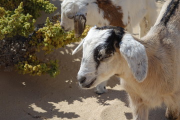 Baby Goats in the Natural park sands in Corralejo dunes,Fuerteventura,Las Palmas,Canary-Islands,Spain