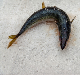 Whole raw organic mackerel fish with sea salt lying on a flat surface