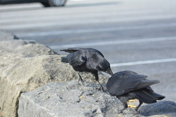 Obraz premium Wild Crow eats Cheese - its