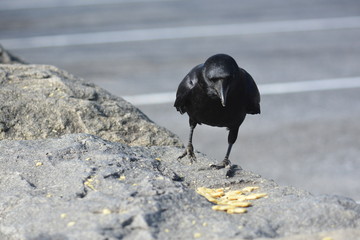 Wild Crow eats Cheese - its