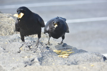 Wild Crow eats Cheese - its