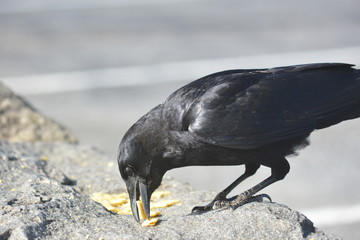 Wild Crow eats Cheese - its