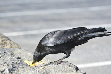 Wild Crow eats Cheese - its