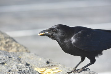 Wild Crow eats Cheese - its