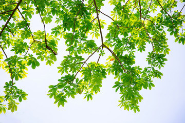 Tree leaf and branch with sky background, Leaf and branch isolated on sky background