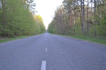 Asphalt road along the forest early in the morning.